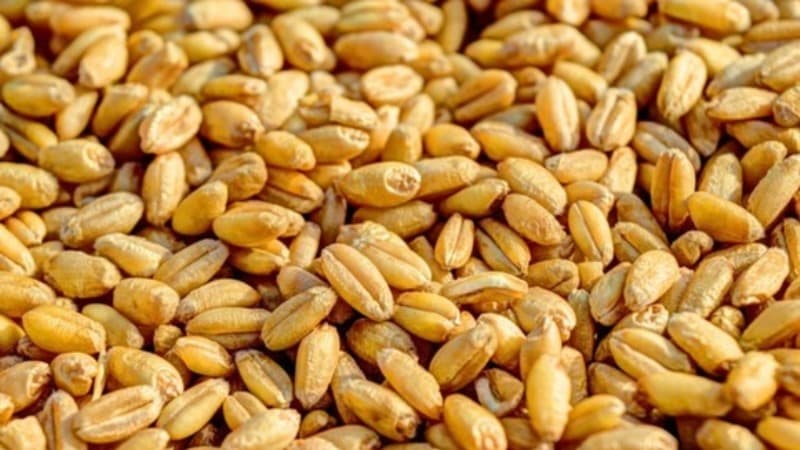 Kanada milyonlarla insanı aclıqdan xilas etməyin yolunu tapdı
