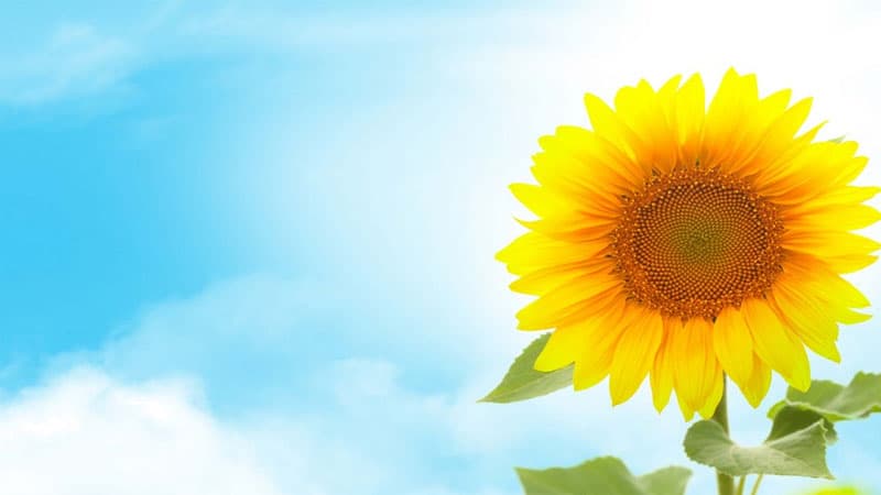 İstirahət gününün hava proqnozu