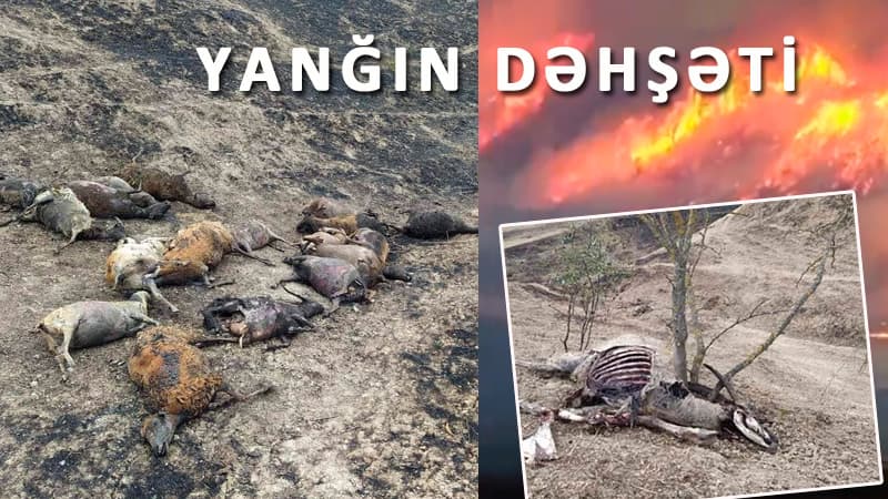 Şabrandakı DƏHŞƏTİN görüntüləri (VİDEO/FOTO)