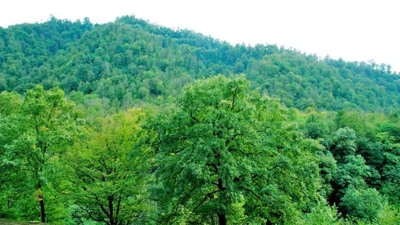 İlin sonuna qədər Zəngilan və Cəbrayılda meşə zolaqları salınacaq