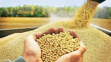 Azərbaycana GMO yemlərin gətirilməsi və becərilməsi qadağan edilməlidir – Ekspert