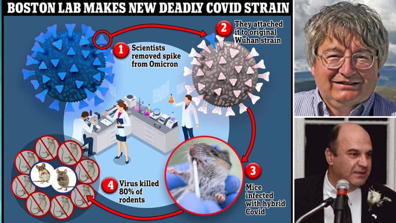 Daily Mail: ABŞ alimləri siçanların 80%-ni öldürən COVID ştamını yaratdılar