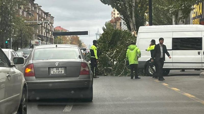Bakının mərkəzində böyük ağac aşdı (FOTO)