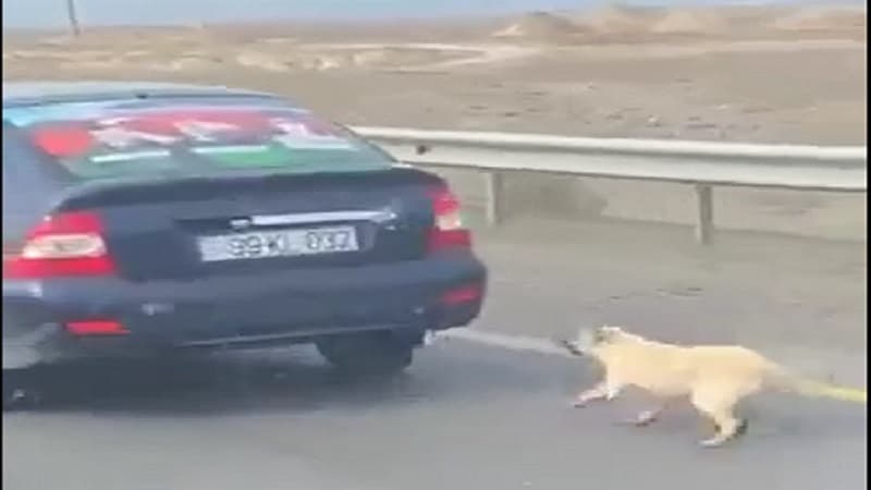 İti avtomobilin arxasına bağlayaraq sürüyən şəxs tapıldı  (VİDEO/YENİLƏNİB)