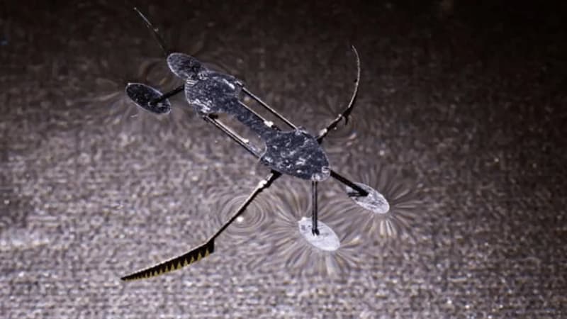 Alimlər həşəratlara bənzər mini robotlar yaratdı: Ən yüngül, ən sürətli...
