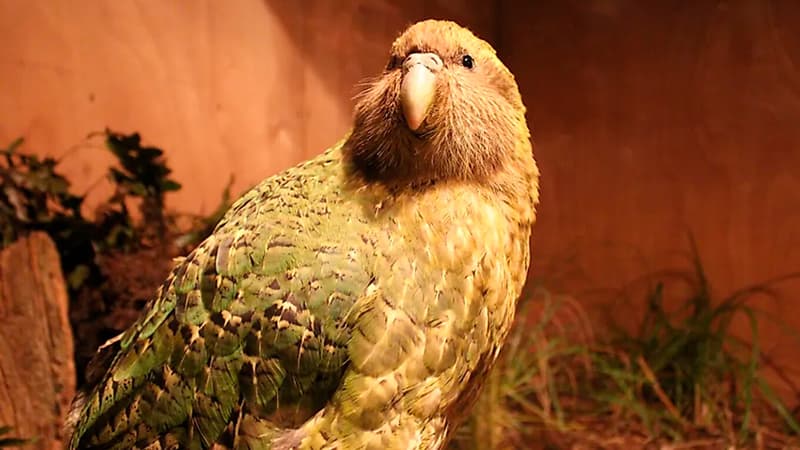 Britaniya zooparkı söyüş söyən 5 tutuquşuna "tərbiyə verir"