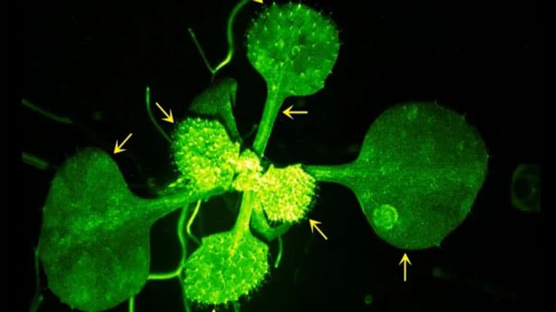 Heyrətamiz kimya: Yaponlar bitkilərin bir-biriylə necə danışdığını lentə aldı (VİDEO)