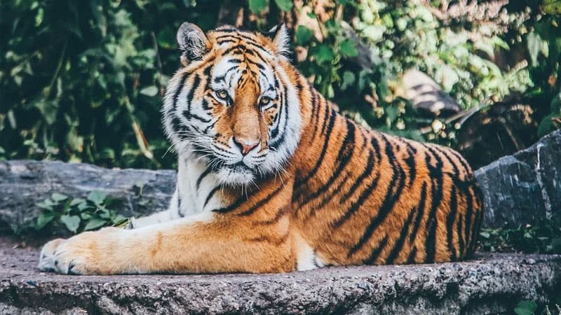 Alimlər puma, pələng və ev pişikləri arasında qeyri-adi oxşarlıq tapdılar