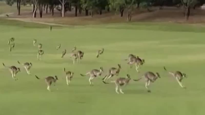 Yüzlərlə kenquru qolf klubunu ələ keçirdi (VİDEO)