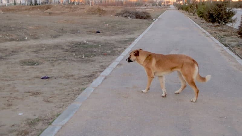 Bakıda sahibsiz itlərlə hansı qurum mübarizə aparır?
