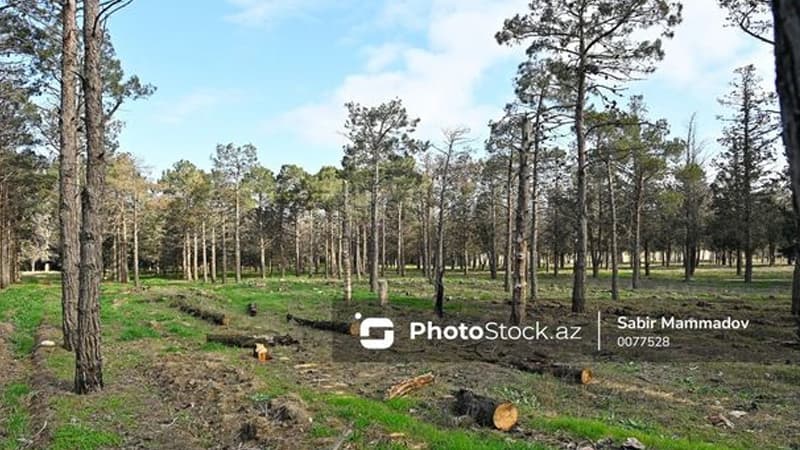 Bakıda 40 il əvvəl salınan park xarabaya çevrilib: Meşəlik itlərin oylağıdır (FOTOLAR)