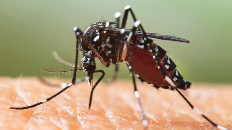 Alimlər 4 qitədə təhlükəli epidemiya ilə bağlı xəbərdarlıq etdi