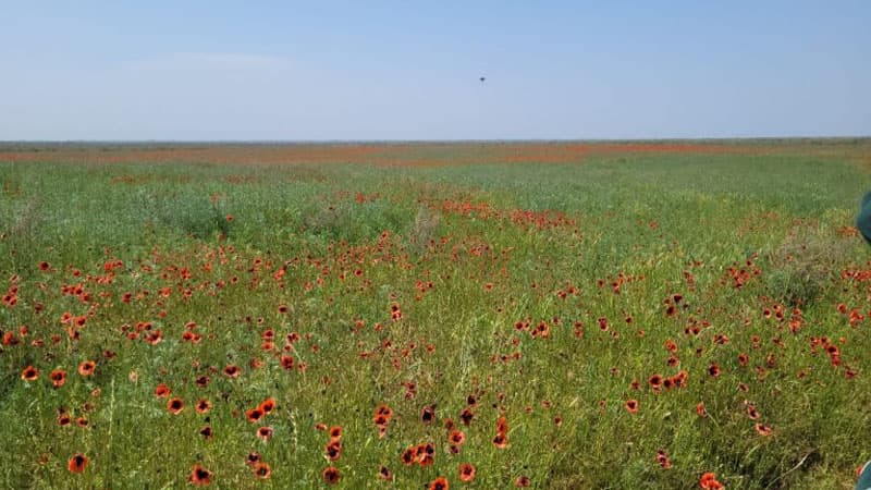 Laləli çəmənlik görmək istəyənlər, tələsin! (FOTO)