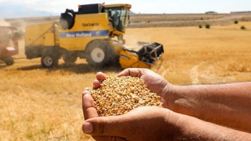 Taxıl geosiyasəti: Rusiya ərzağı necə “səssiz silah”a çevirir