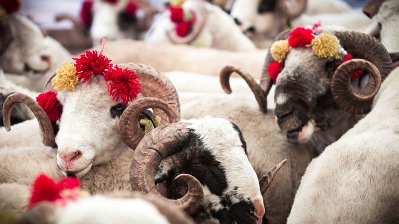 Borc pulla qurban kəsmək olarmı? (AÇIQLAMA)