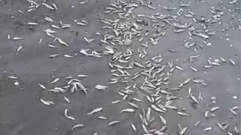 Xəzərdə balıqların kütləvi tələf olma səbəbi açıqlandı