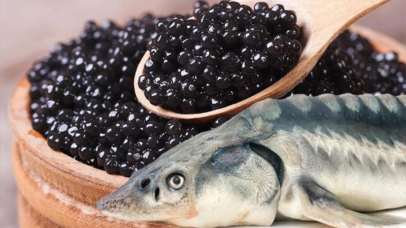 Nərə balığının kürüsünü xaricə neçəyə satırıq?