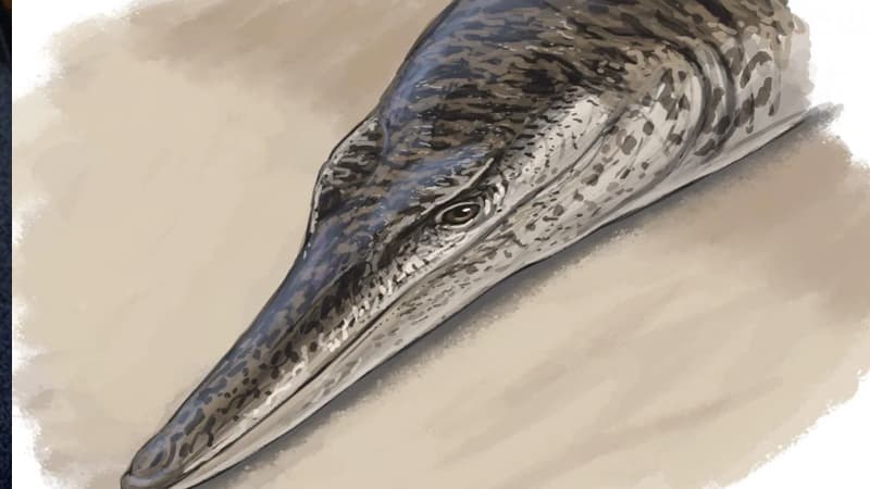 Dinozavrlar dövrünə aid unikal delfinə bənzər dəniz timsahı tapıldı