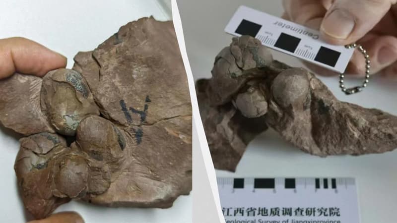 80 milyon yaşı olan ən kiçik dinozavr yumurtası tapıldı (FOTO)