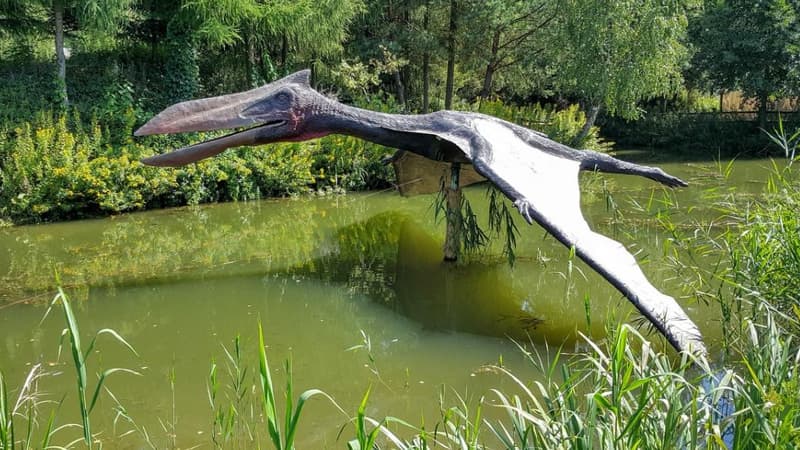 12 metr qanadı olan nəhəng yırtıcılar kiçik balıq və kalamar yeyirmiş - Yeni kəşf