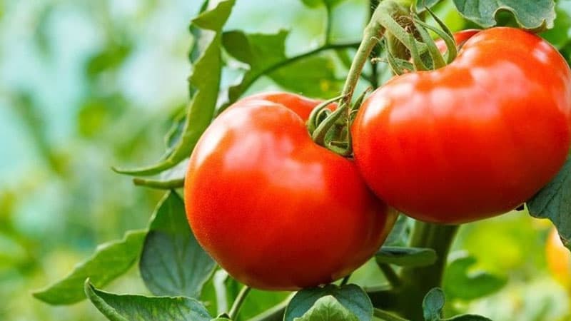 Toksinlər istehsal edən pomidorlar niyə insanları zəhərləmir? - Cavab