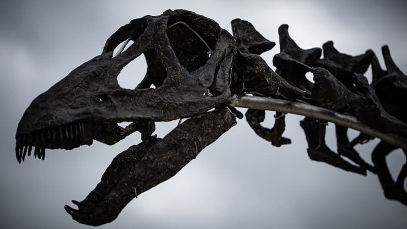 İqlim dəyişikliyi, asteroidlər və vulkanlar: Yer kürəsində beş kütləvi məhv dövrü
