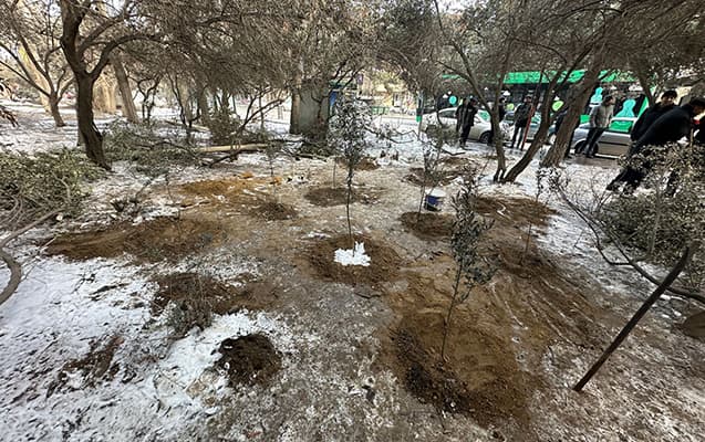 Binəqədidə ağac kəsilib, Baş Prokurorluğa müraciət olunacaq (FOTO)