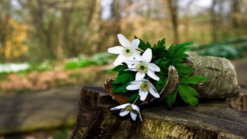 8 mart günü Azərbaycanda 22 dərəcə isti olacaq