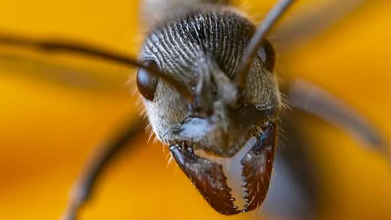 Bu qarışqalar digər koloniyanı xilas etmək üçün özlərini partladırlar - Bioloqdan açıqlama