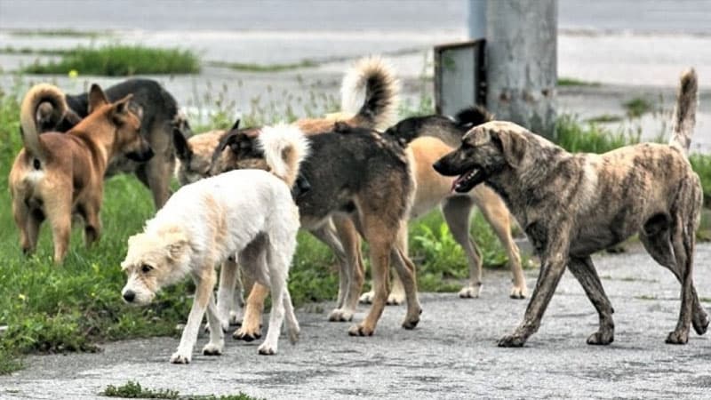 İnsanlara hücum edən ac, sahibsiz itlər: Problemi necə həll etmək olar?