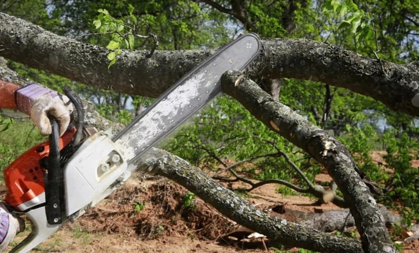 Bakıda ağaclar qanunsuz kəsilib, təbiətə 30 min manatlıq ziyan dəydi