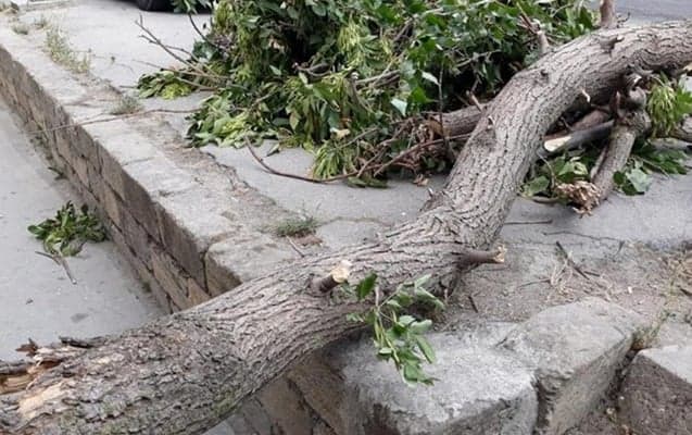 Bakıda güclü külək ağacı qadının üstünə aşırıb xəstəxanalıq etdi