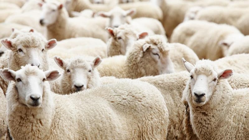 Bayram qiymətləri: Qurbanlıq qoyunlar neçəyə satılır?