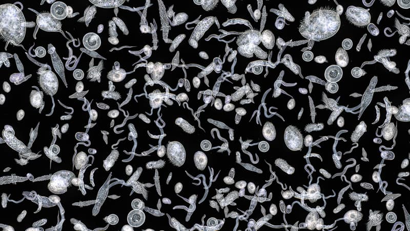 Alimlər virus kimi davranan yeni mikrob tapdı