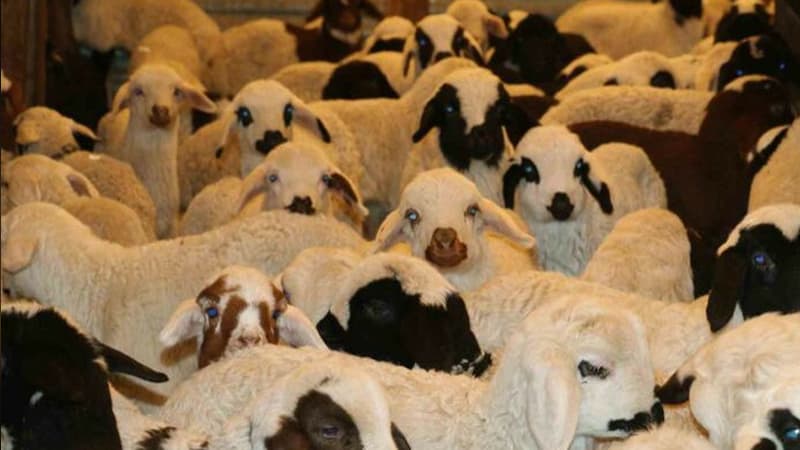 Türkiyədə virus səbəbilə bütün heyvan bazarları bağlandı