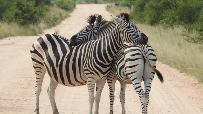 Zebra əslində hansı rəngdədir: Qara-ağ, yoxsa ağ-qara?