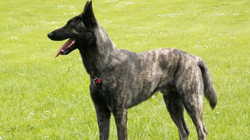 Oğurladığı "Malinka"nı gəzməyə apardı, 25 gün həbs edildi