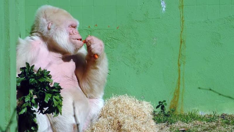 Tarixdəki yeganə albinos qorilla: "Snowball"un həyat hekayəsi