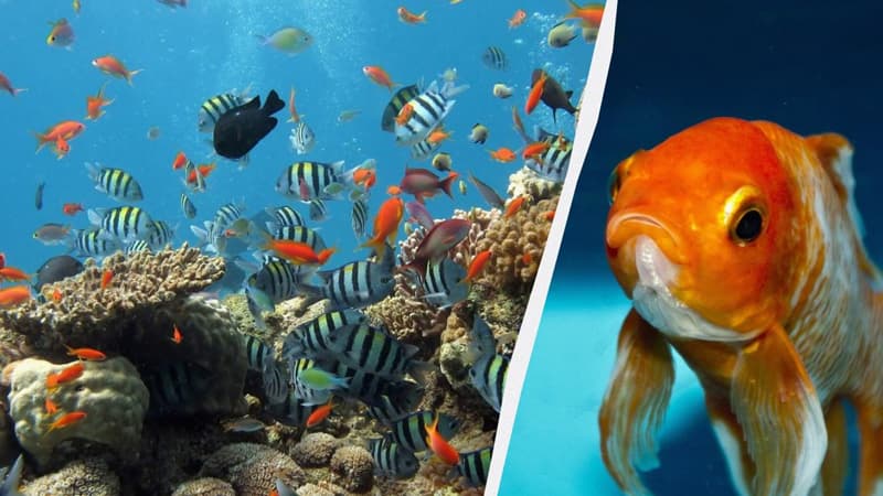 Balıqlar əslində lal deyil: Alimlər illərdir davam edən mifi təkzib etdi
