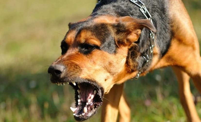 Tovuzda bir ay əvvəl itin dişlədiyi məktəbli Bakıda xəstəxanada öldü