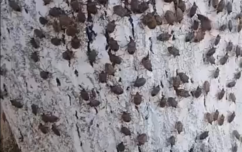 Zaqatala və Balakəndə evləri həşəratlar basdı - Rəsmi açıqlama
