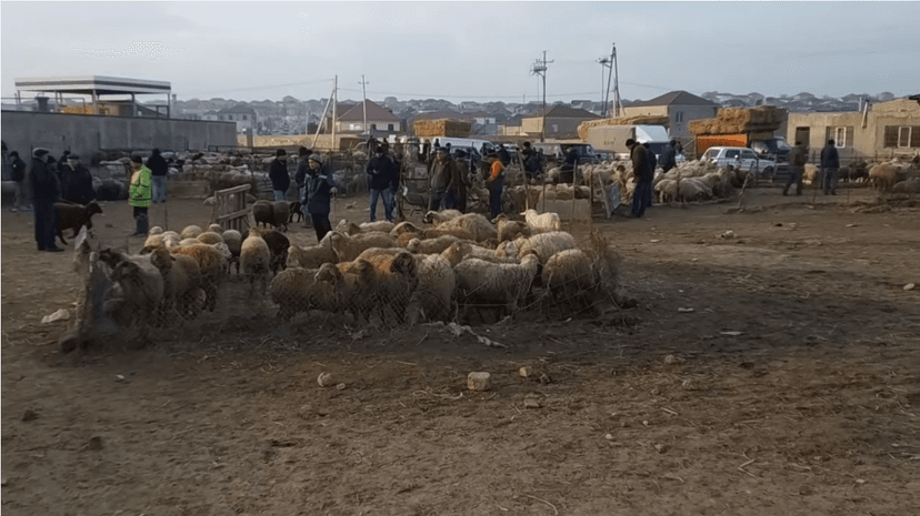 Bu tarixdən etibarən ölkədə heyvan bazarları bağlanır