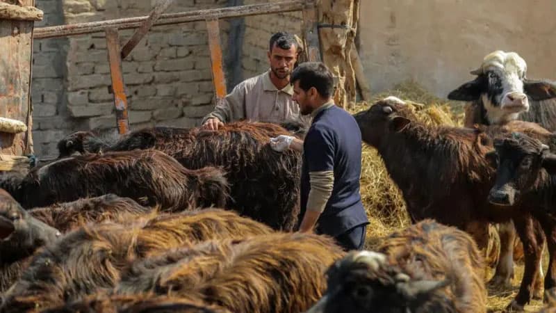Fermer dabaq xəstəliyinin yayılmasına görə Kənd Təsərrüfatı Nazirliyini günahlandırdı