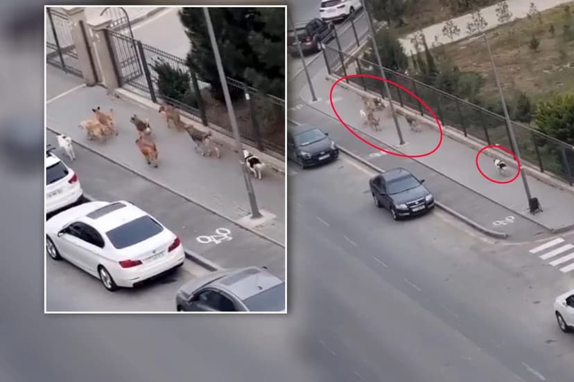 Bakıda məktəbin qarşısında sahibsiz küçə itləri qorxu yaratdı (VİDEO)