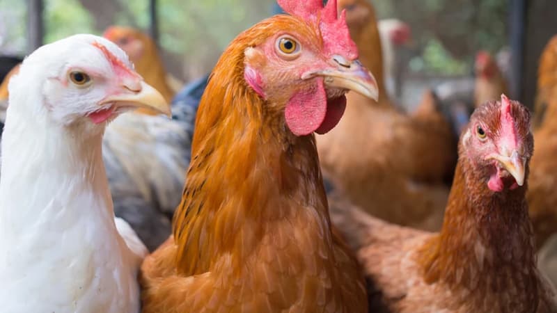 H5N1-dən sonra H5N5 qorxusu: Quş qripi virusundakı protein dəyişikliyi nə deməkdir?