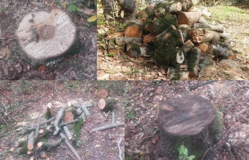 Cəlilabadda ağackəsilmə faktı üzrə araşdırma aparılır
