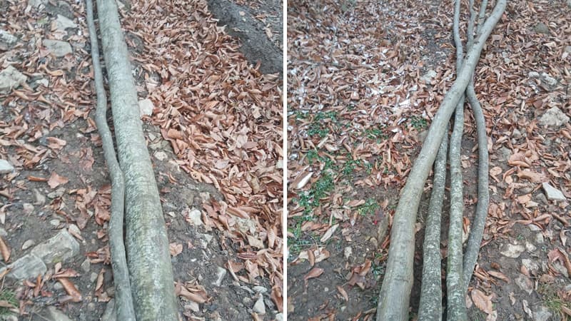 İsmayıllı meşələrində ağac kəsintisi ilə bağlı yeni görüntülər - Araşdırmalar davam edir