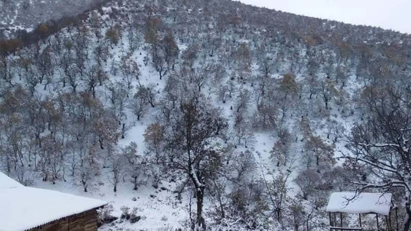 Zaqatalaya qar yağır - FAKTİKİ HAVA
