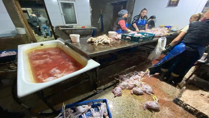 "Kənd toyuğu" adı ilə rəngləmiş toyuq satılırmış