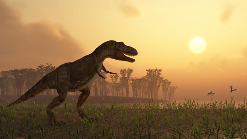 Avstraliyada ən böyük dinozavr izləri kolleksiyası tapıldı